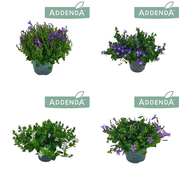 <h4>Campanula Addenda mixkar</h4>