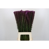 Liatris Callilepis