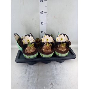 Hippeastrum DI 'White Star'