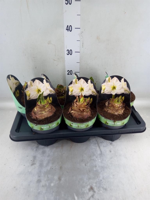 <h4>Hippeastrum DI 'White Star'</h4>