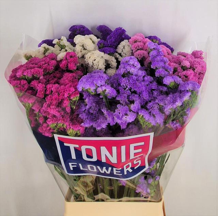 <h4>Limonium sinuatum 'Mix'</h4>