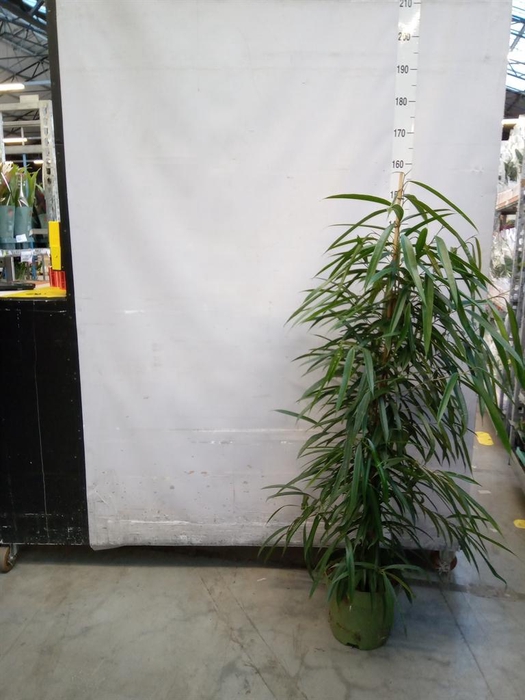 <h4>Ficus binn. 'Alii'</h4>