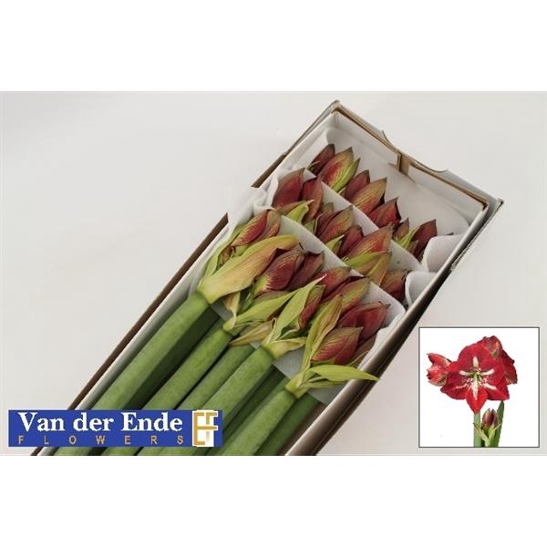 <h4>HIPP GA BARBADOS</h4>