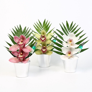 CYMB VERPAKT P BLOEM 3037