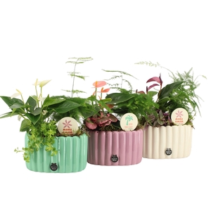 31629: Color circus arrangement