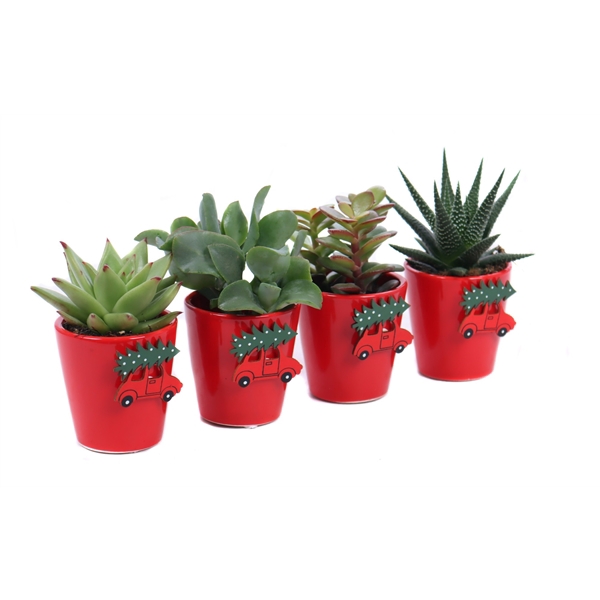 <h4>Succulenten 5,5 cm in rode sierpot met kerst auto sticker</h4>