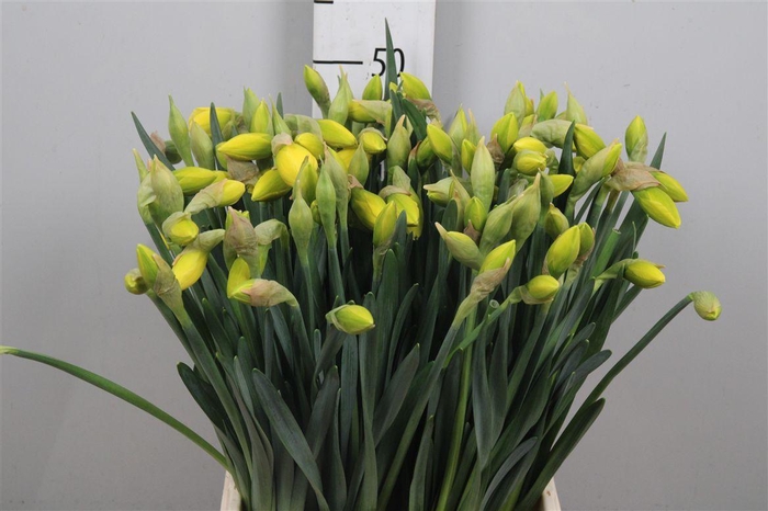 <h4>Narc Du Dick Wilden</h4>