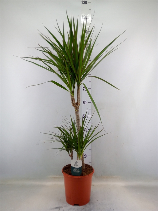 <h4>Dracaena marg.</h4>