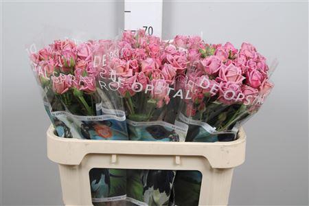 <h4>R Tr A-lady</h4>