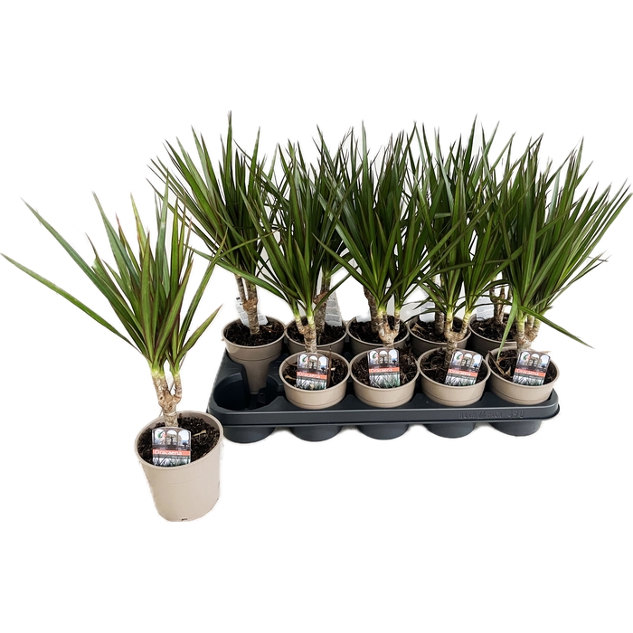 <h4>Dracaena Marginata 12Ø 40cm 1pp</h4>