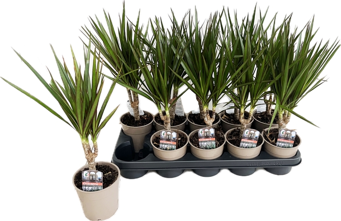 Dracaena Marginata 12Ø 40cm 1pp