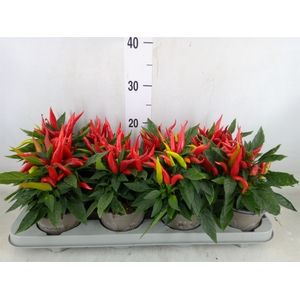 Capsicum annuum 'Joker'