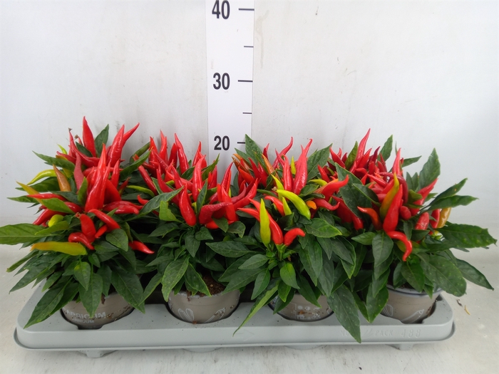 <h4>Capsicum annuum 'Joker'</h4>