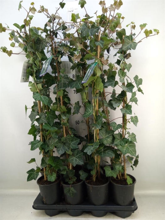 <h4>Hedera hibernica</h4>