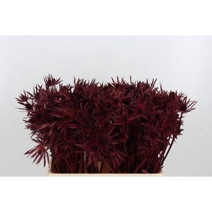 Eryn Orion Kl Bh Bordeaux