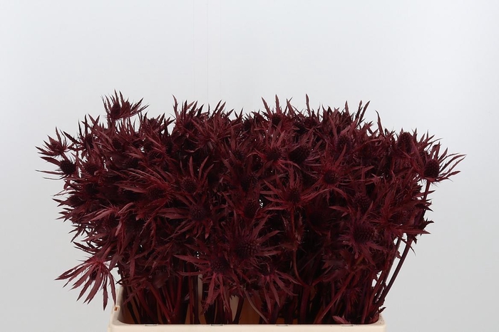 <h4>Eryn Orion Kl Bh Bordeaux</h4>