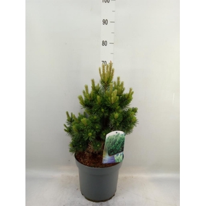 Pinus mugo 'Gnom'