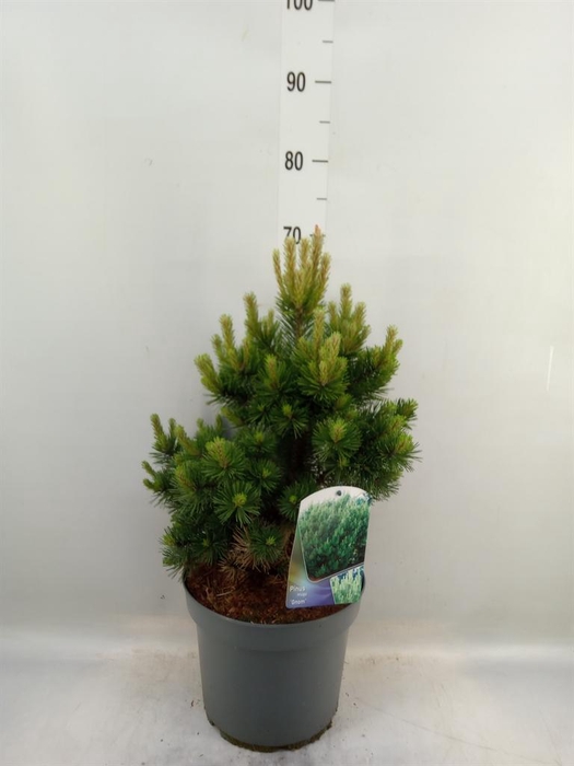 <h4>Pinus mugo 'Gnom'</h4>
