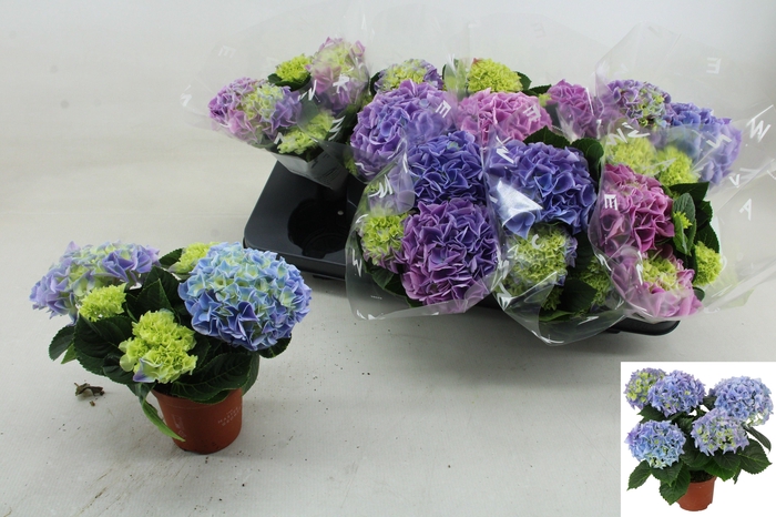 <h4>HYDR M FABOLO</h4>