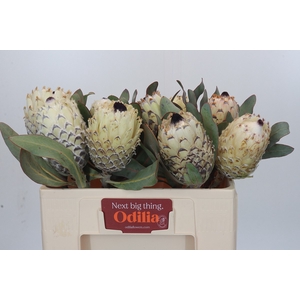 PROTEA M ICE QUEEN