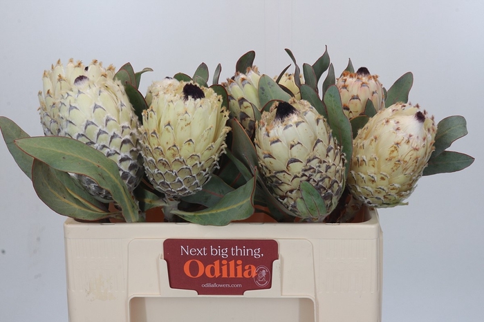 <h4>PROTEA M ICE QUEEN</h4>
