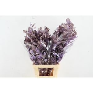 DF Lunaria BS Frosted Lavender