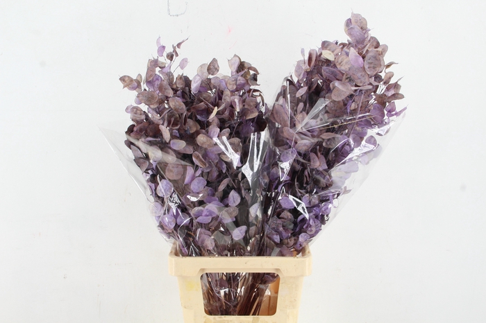 <h4>DF Lunaria BS Frosted Lavender</h4>