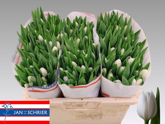 <h4>TU EN ROYAL VIRGIN</h4>