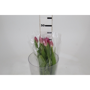 TULIPA ROSA ESCURO SEM BULBOS