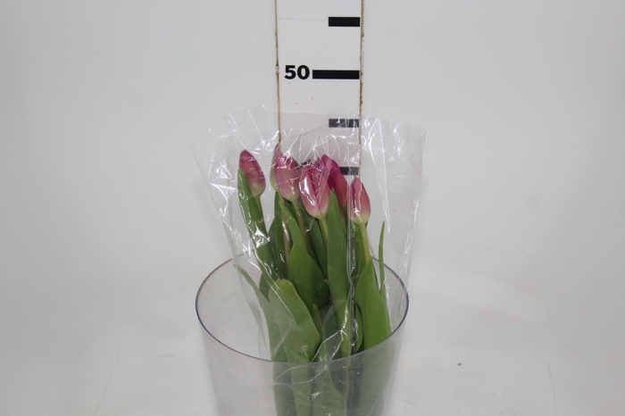 <h4>TULIPA ROSA ESCURO SEM BULBOS</h4>