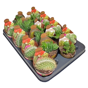 MIX CRESTED CACTUS POT Ø 6,5 - COLLECTION WITH POTCOVER - TRAY 20 PCS (CACTUS)