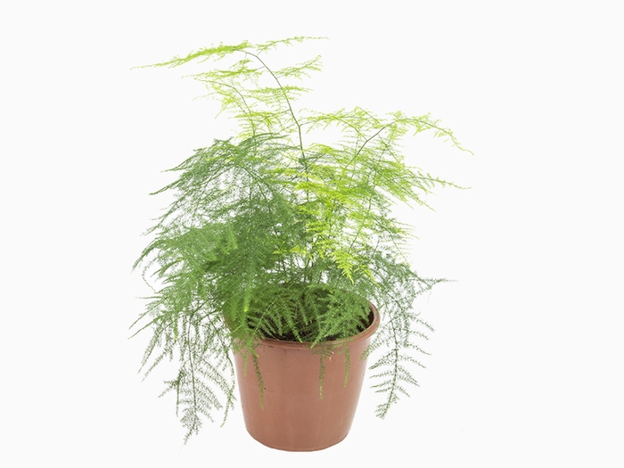 <h4>ASPARGO PLUMOSO P14</h4>