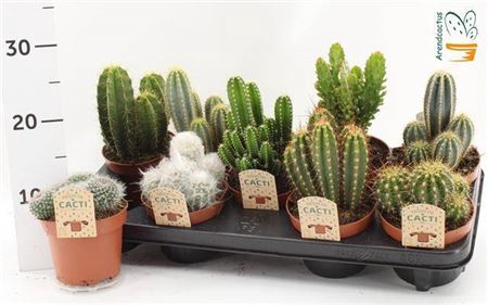 arr8 Cactus Gem