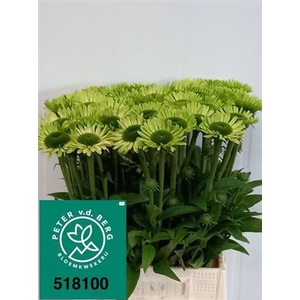 Echinacea Green Jewel