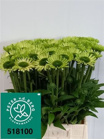 <h4>Echinacea Green Jewel</h4>