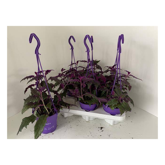 <h4>Gynura 12Ø 18cm</h4>