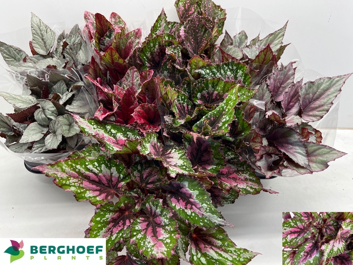 <h4>BEG BEL GEM</h4>