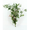 Jasmijn Polyanthum