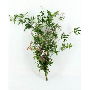 Jasmijn Polyanthum