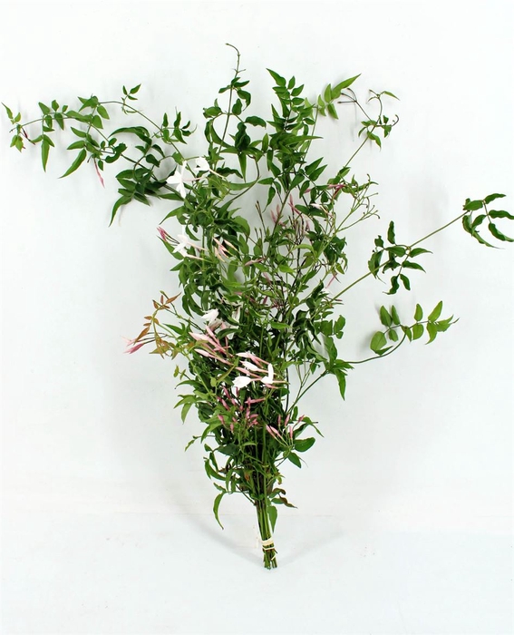 Jasmijn Polyanthum