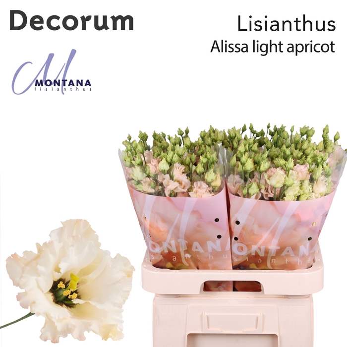 <h4>Lisianthus Alissa light apricot 70cm</h4>