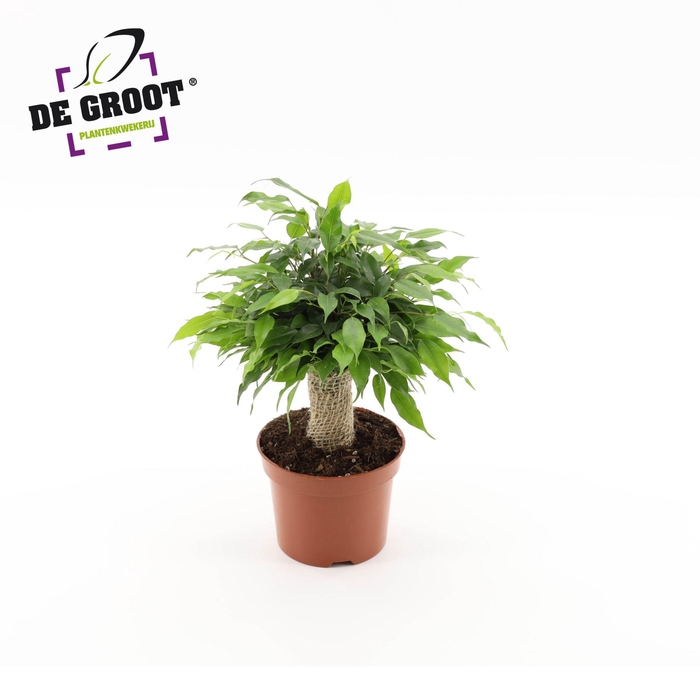 <h4>Ficus Green Kinky</h4>