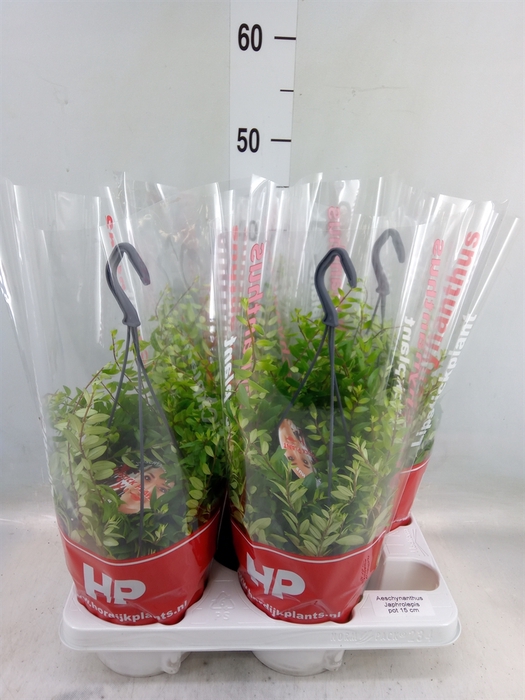 <h4>Aeschynanthus  'Japhrolepis'</h4>