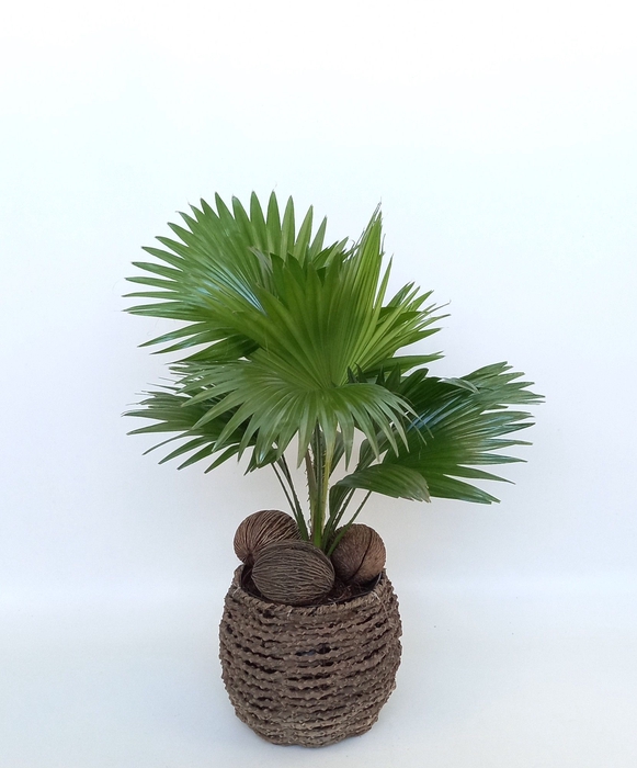 <h4>LIVISTONA ROTUNDIFOL</h4>