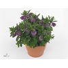 Hebe  'Hebepetita Pink'