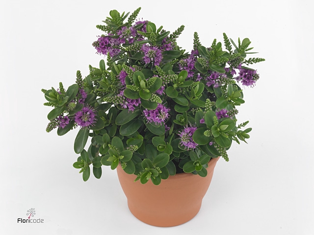Hebe  'Hebepetita Pink'