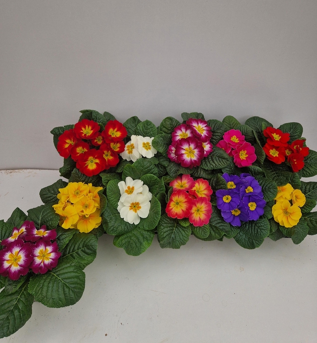 <h4>primula acaulis</h4>