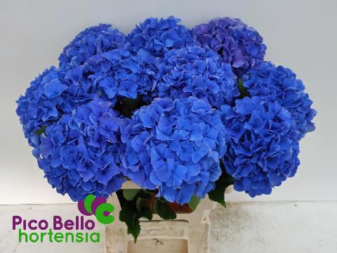 <h4>HYDR M ROYAL PARADE</h4>