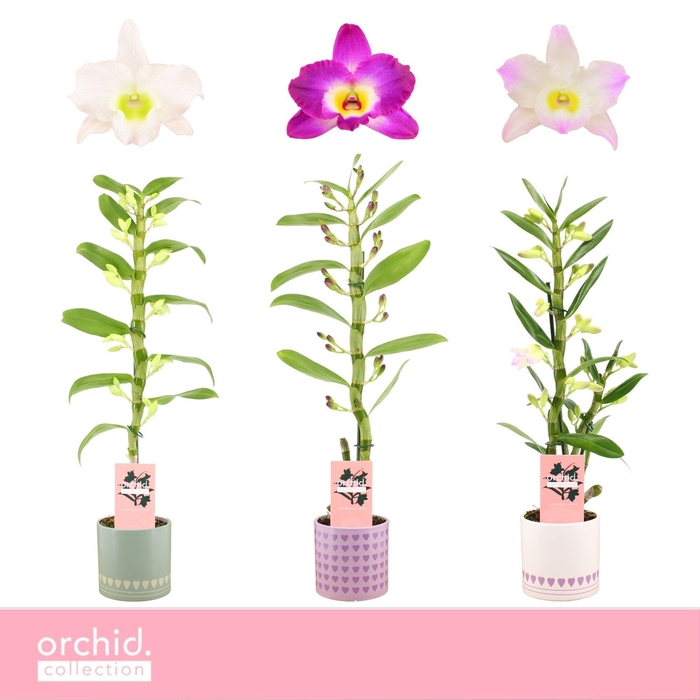 <h4>Dendrobium Nobilé, Mix 1-spike in Horizon Love 'Orchid Collection'</h4>