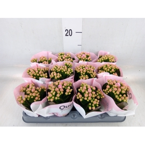 Kalanchoe  'MoreFlow Lillian'